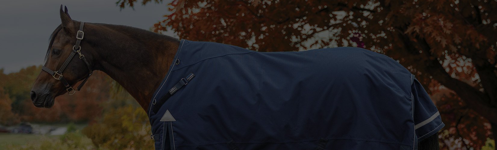 Horse Blanketing Guide: When to Blanket Your Senior Horse
