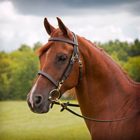 Premier Arabian Training Bridle Double Adjustment