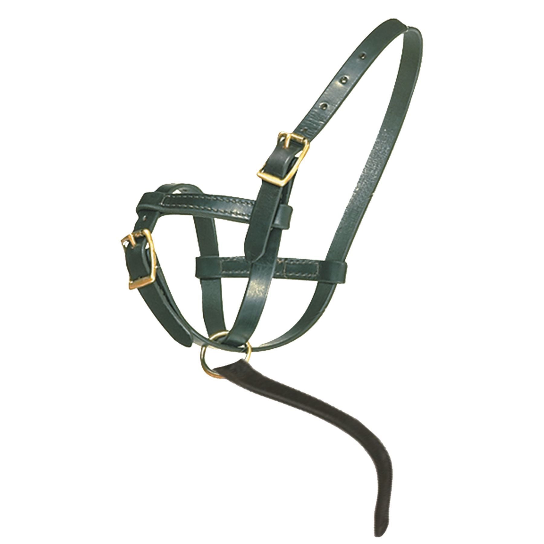 Premier Leather Foal Halter - Newborn
