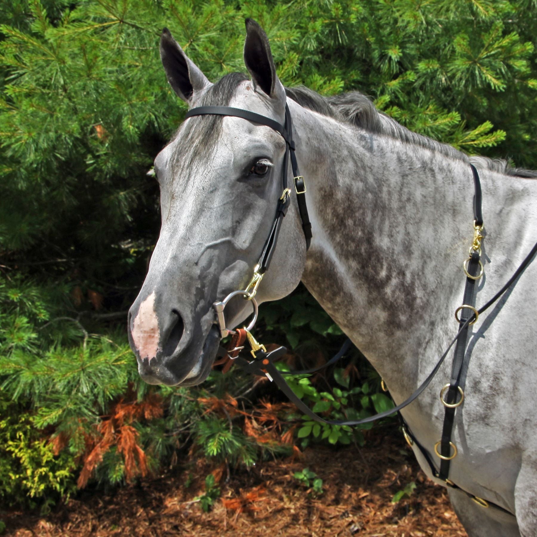 Dura-Tech® 10 Ring Martingale With Girth Attachment