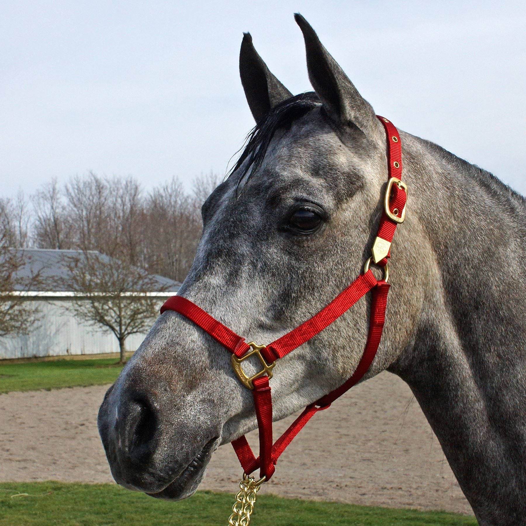Hamilton 3/4" Nylon Arabian Halter
