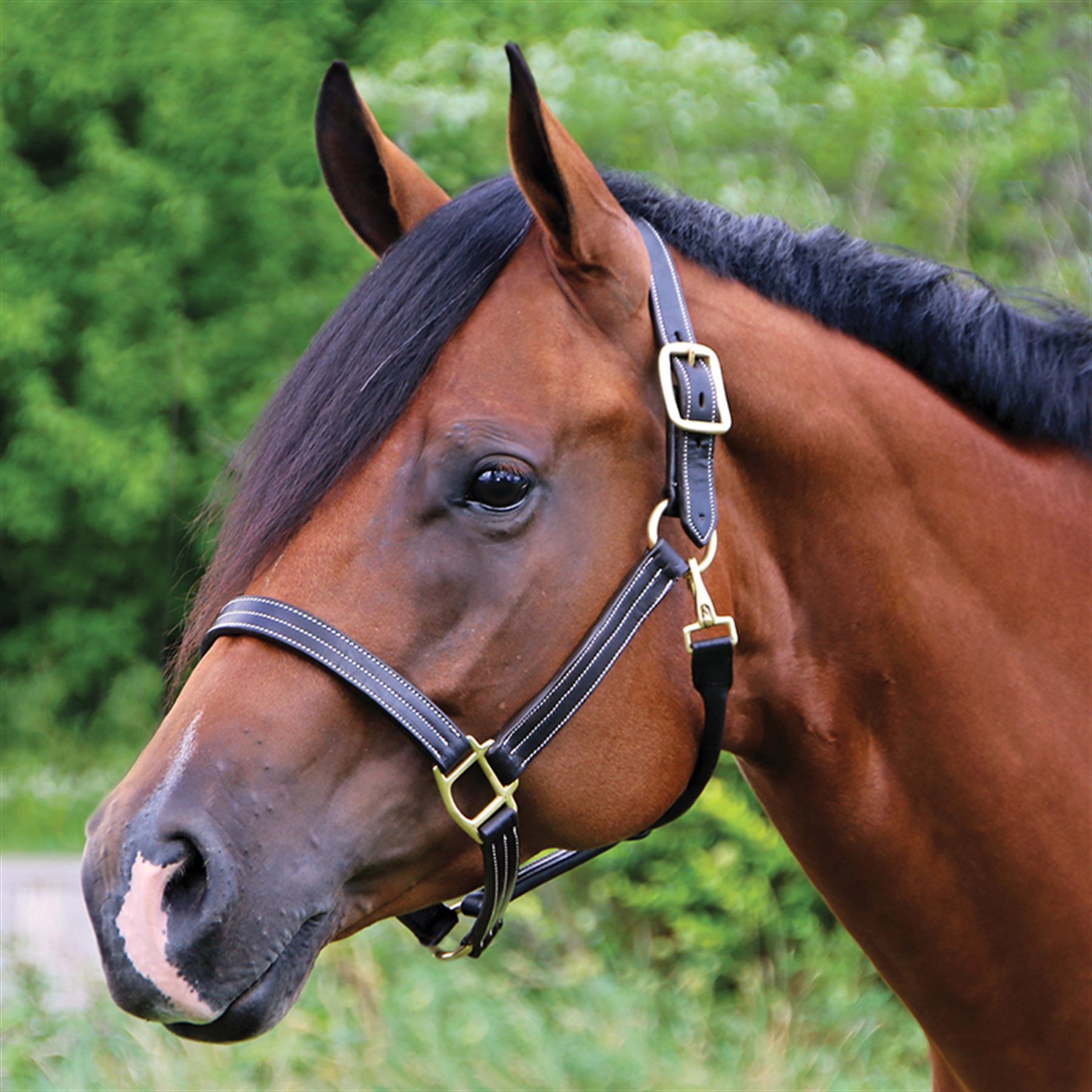 Billy Royal® Keeneland Deluxe Leather Halter