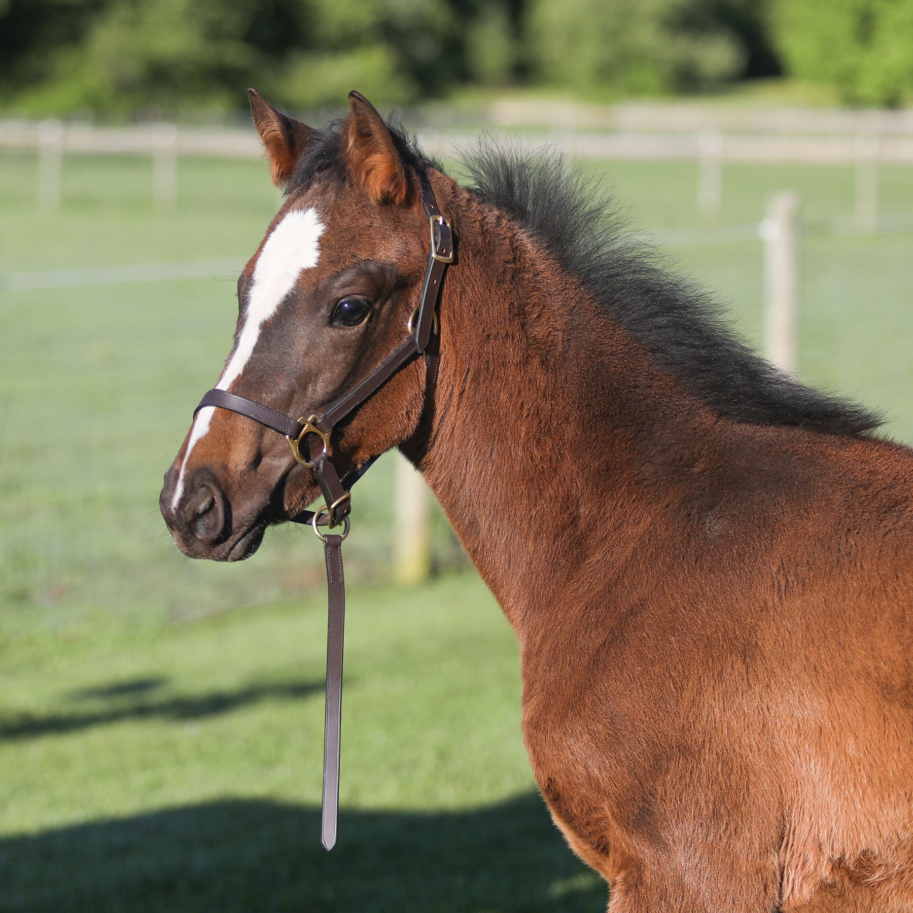 Premier Leather Foal Halter - Weanling