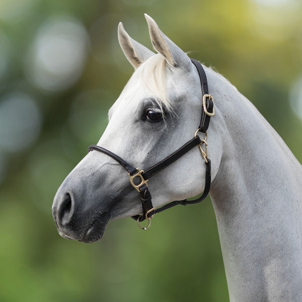Billy Royal® Paris Rolled Nose Leather Halter