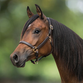 Schneiders® Scottsdale Padded 3/4" Leather Halter