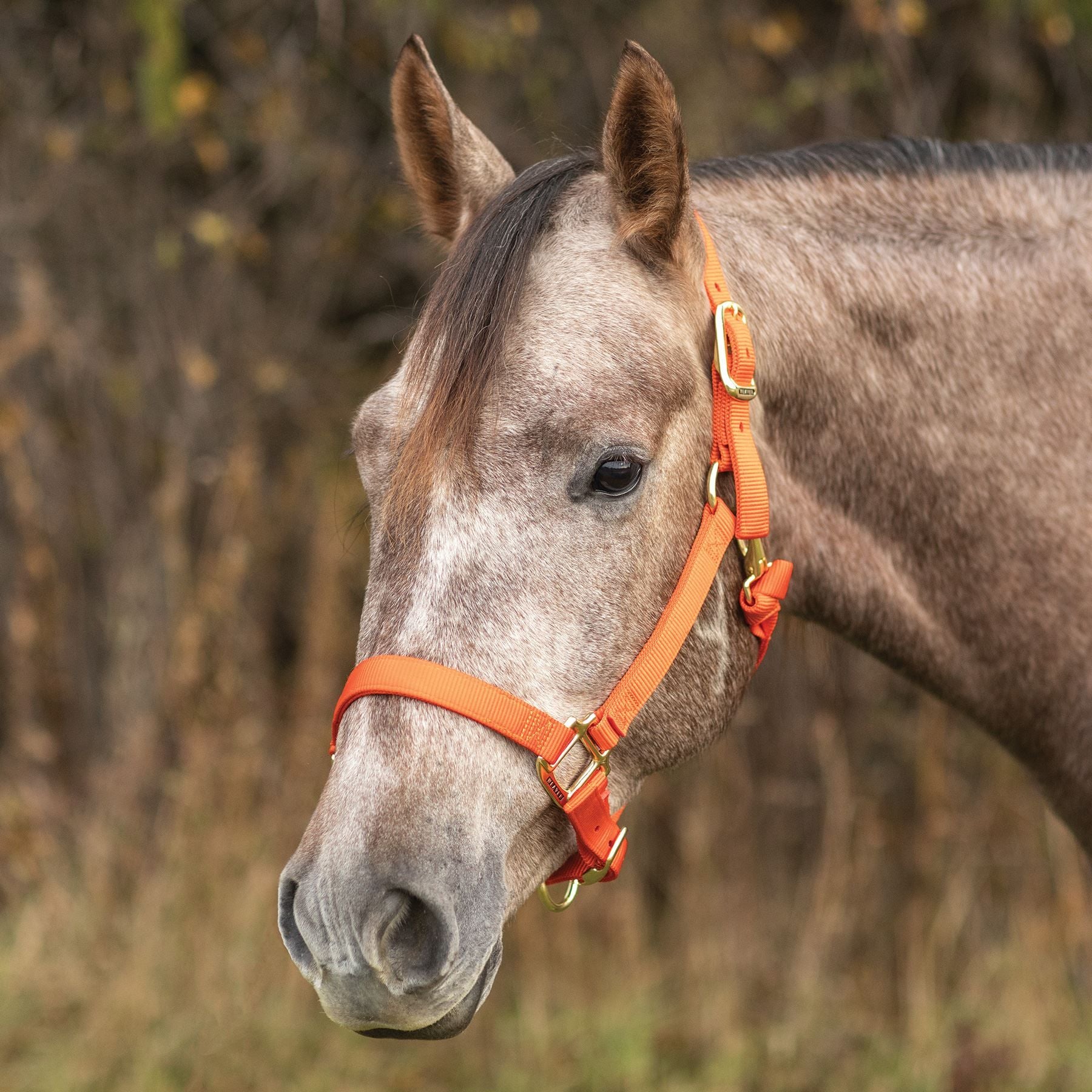 Weaver Original Nylon Halter