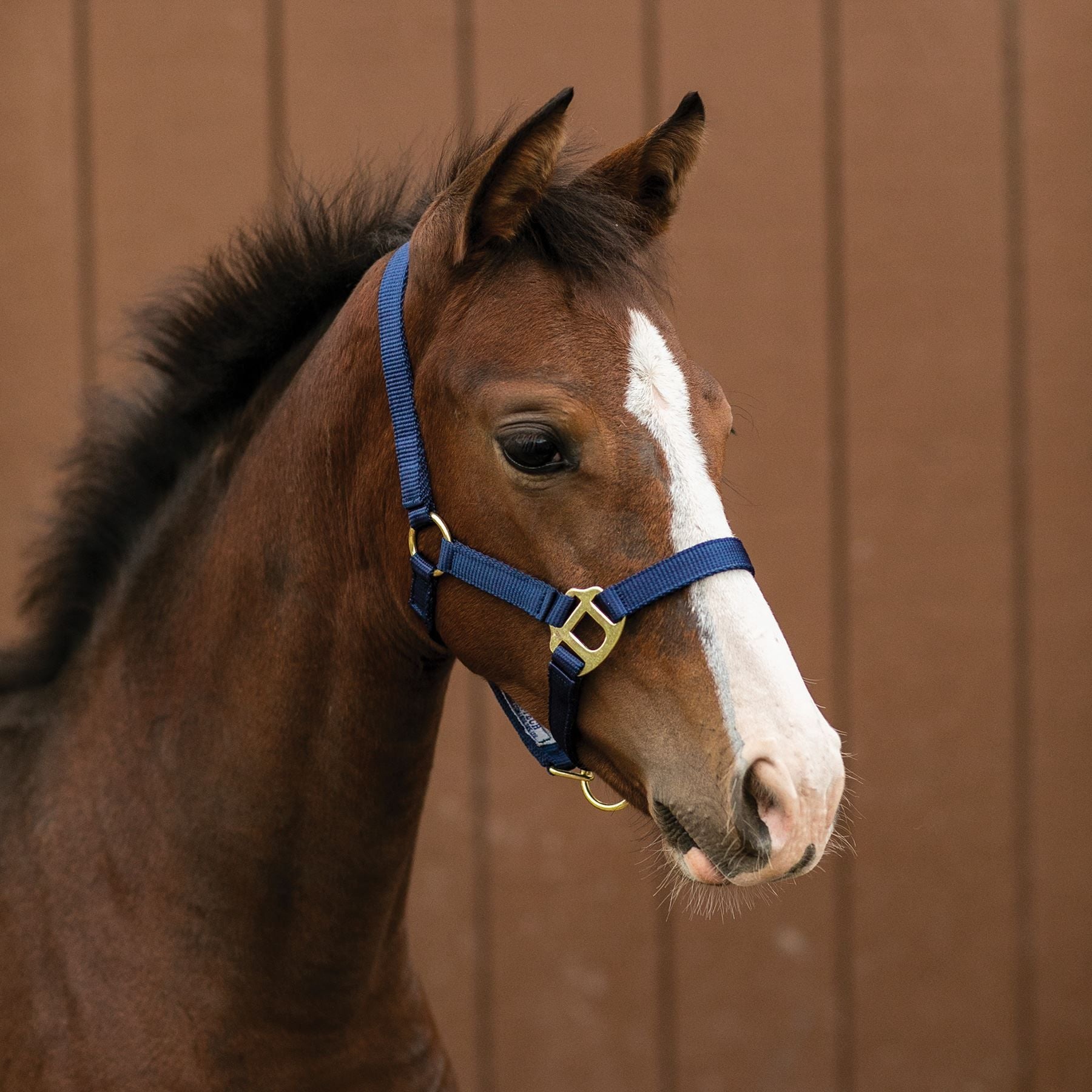 Dura-Tech® Nylon Foal Halter