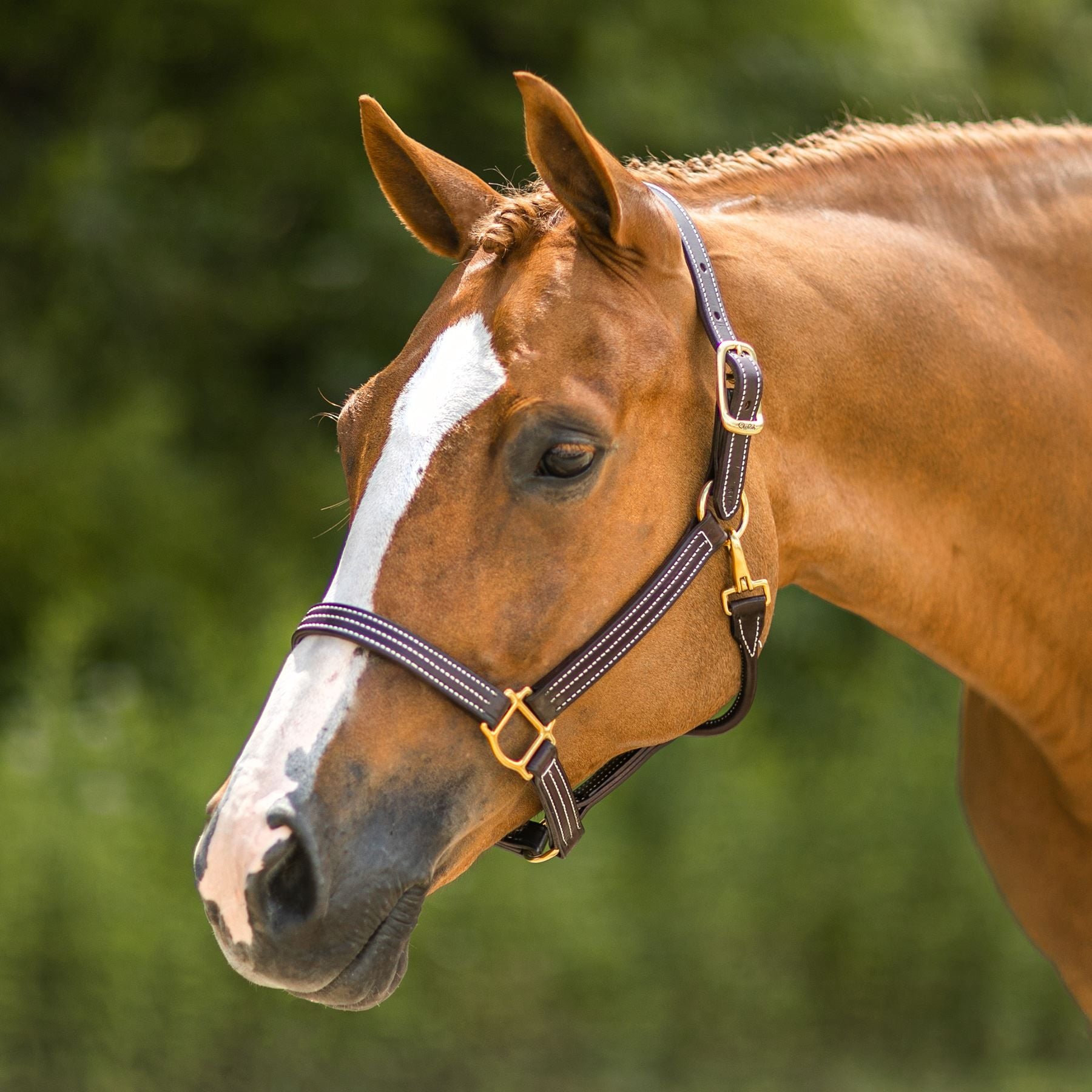 Walsh™ British Triple Stitched Leather Halter