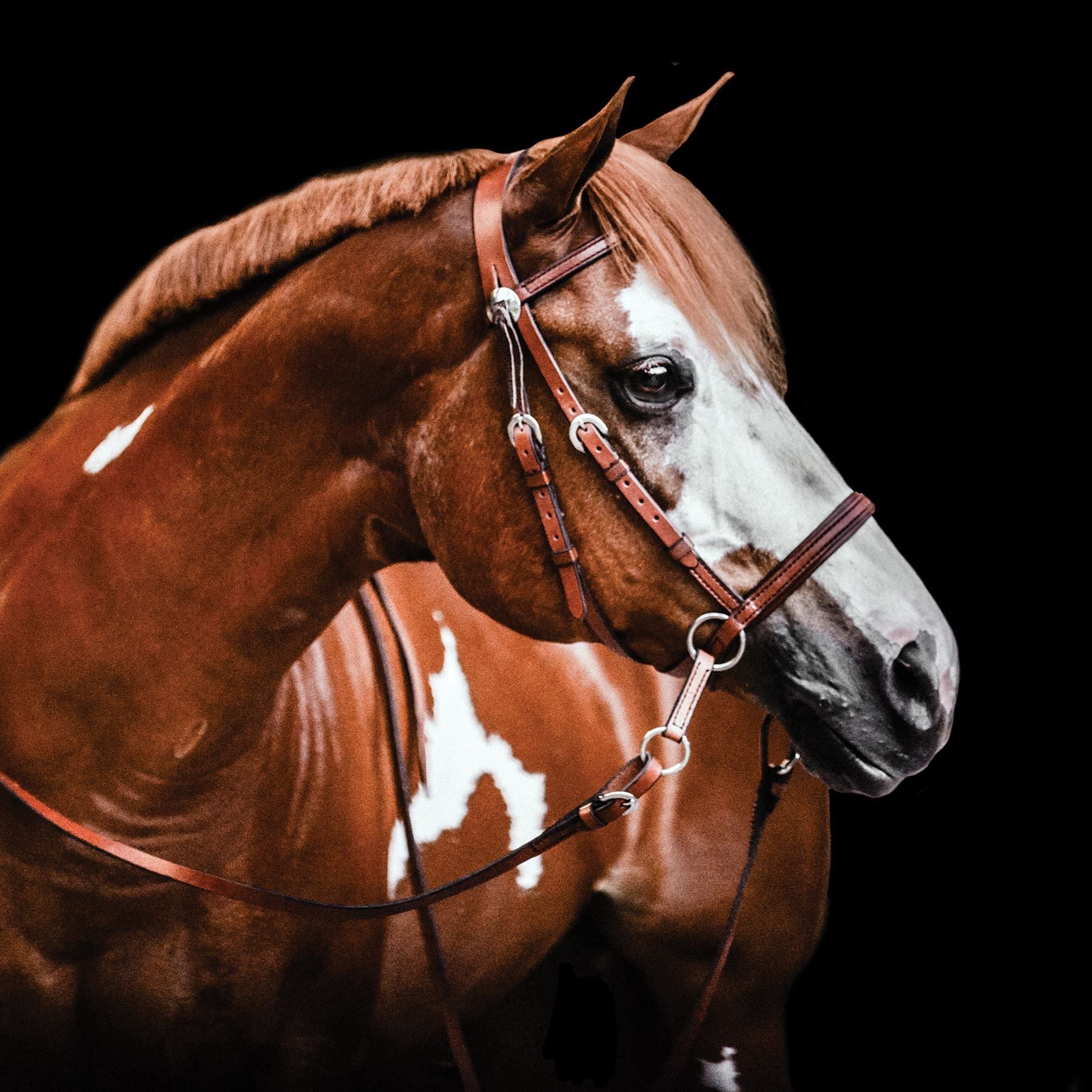 Dr. Cook's Bitless Bridle Western Leather Headstall