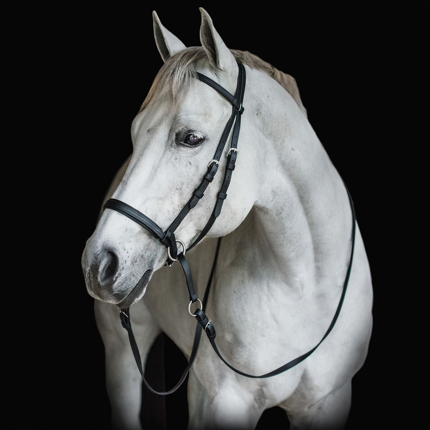 Dr. Cook's Beta Bitless Bridle