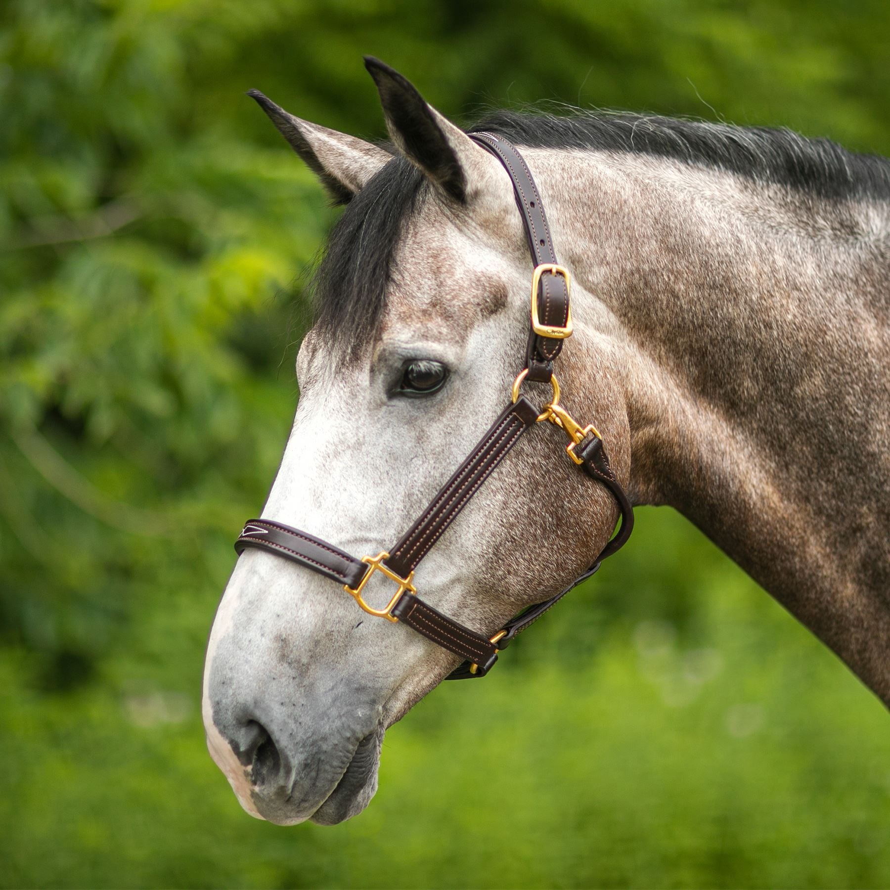 Walsh™ Signature Padded Leather Halter
