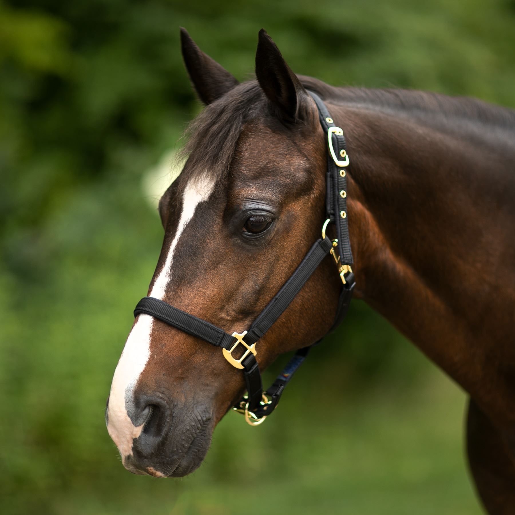 Schneiders® Dura-Tech® Deluxe Fully Padded 3/4" Nylon Halter