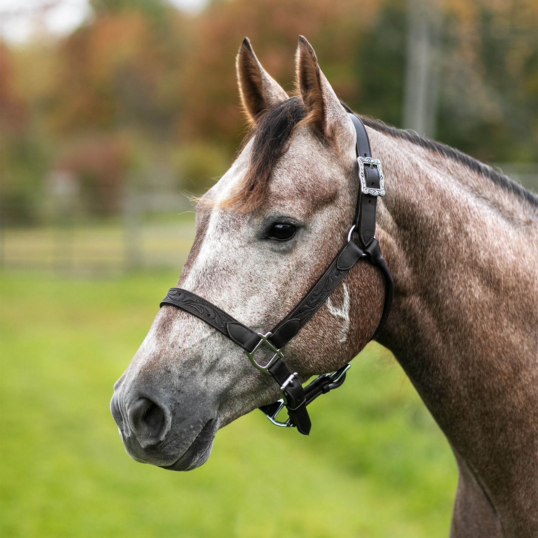 Schneiders® Tooled Leather Ranch Show Halter