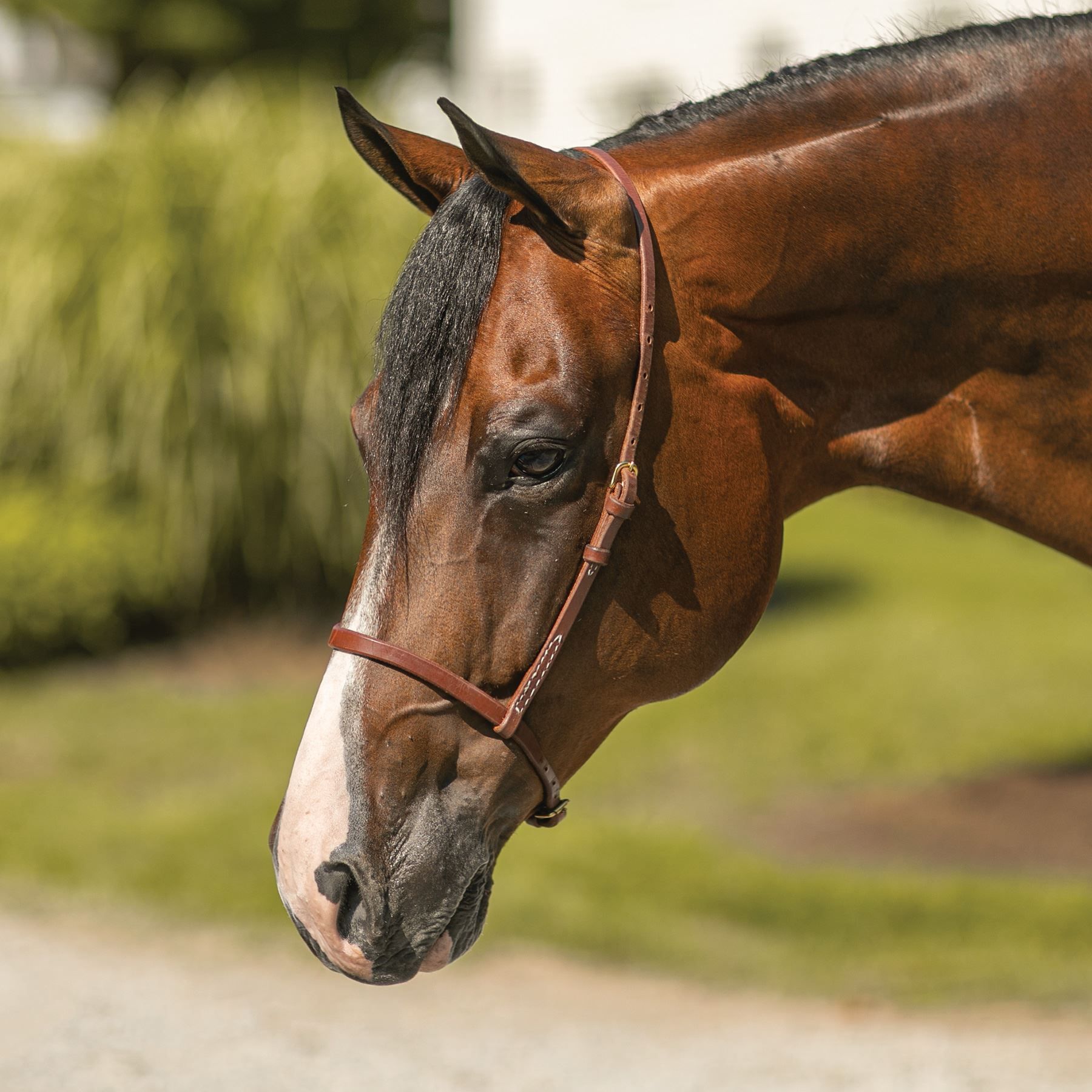 Billy Royal® Oiled Royal Hermann Oak Flat Nose Cavesson