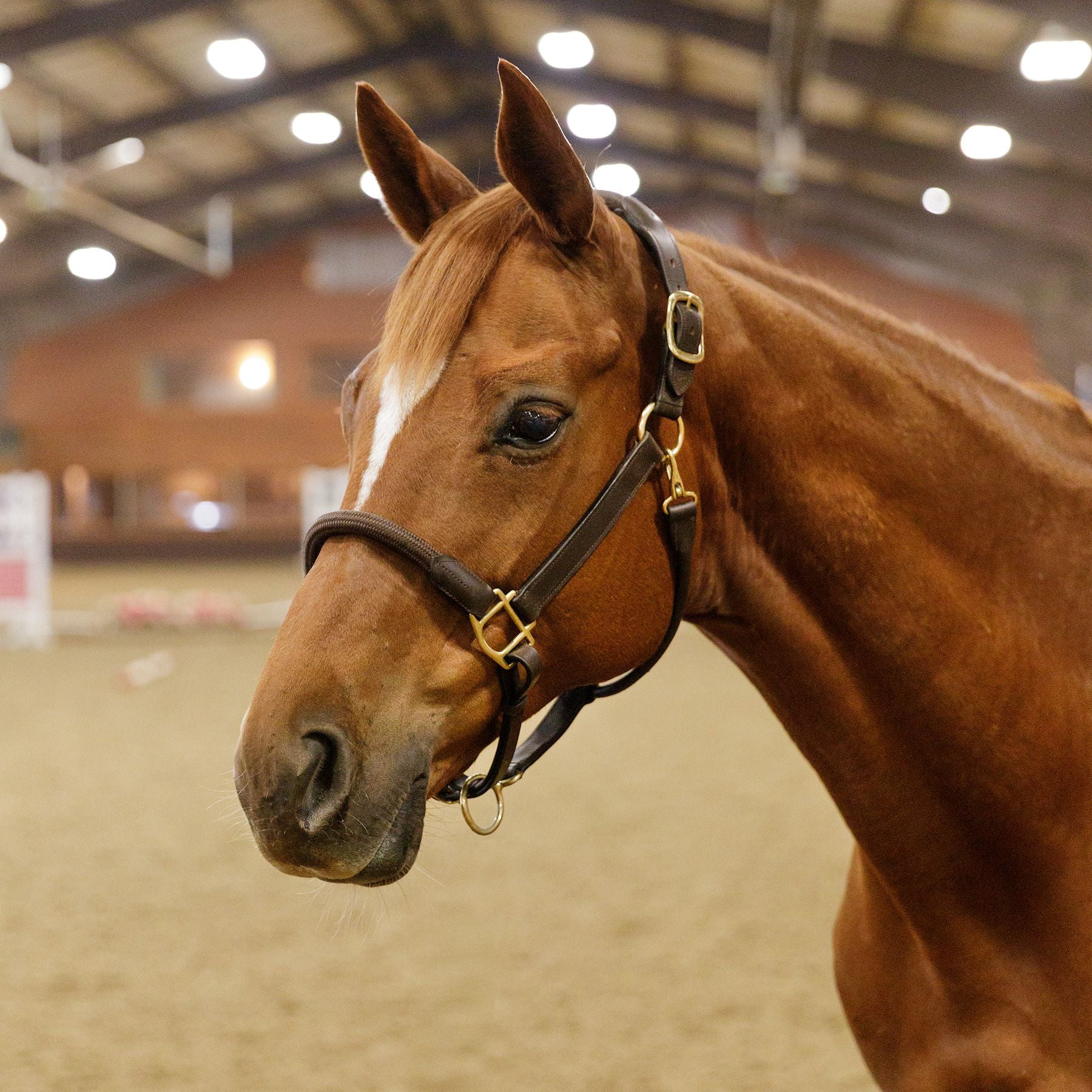 Premier Leather and Rope Control Halter