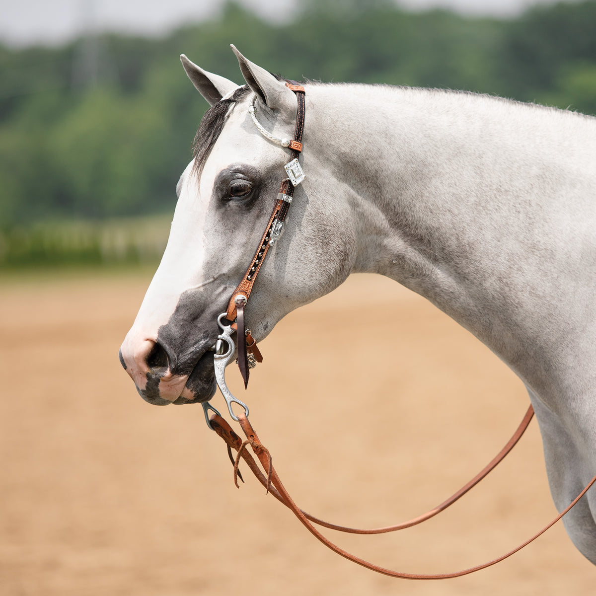 Billy Royal® Exotic Python Print Two-Tone Two Ear Silver Show Headstall