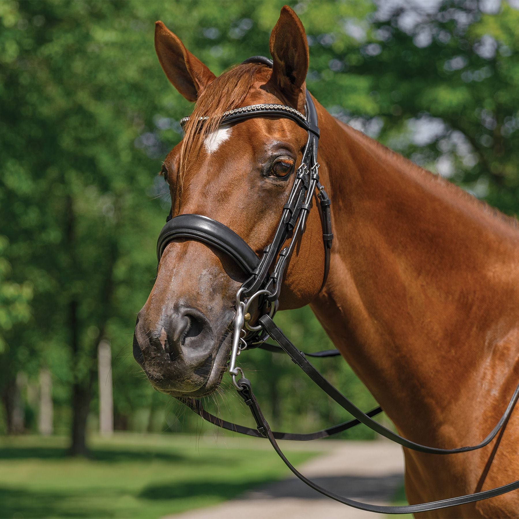 Schneiders® Ergonomic Monocrown Dressage Double Bridle with Crank Noseband