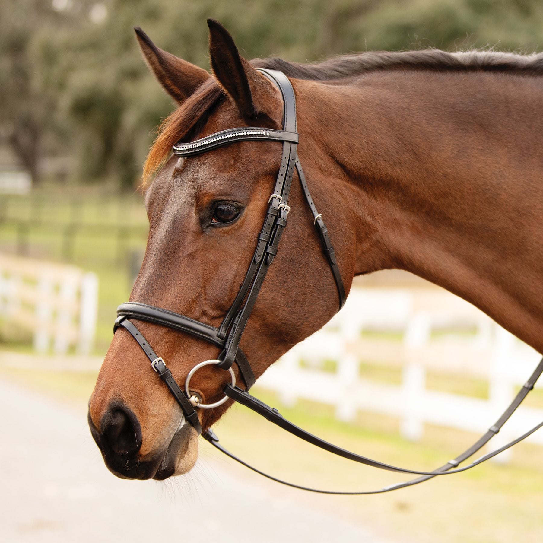 Cwell Equine New Dressage Crystal Bling 5 File Chiaro Cristalli in