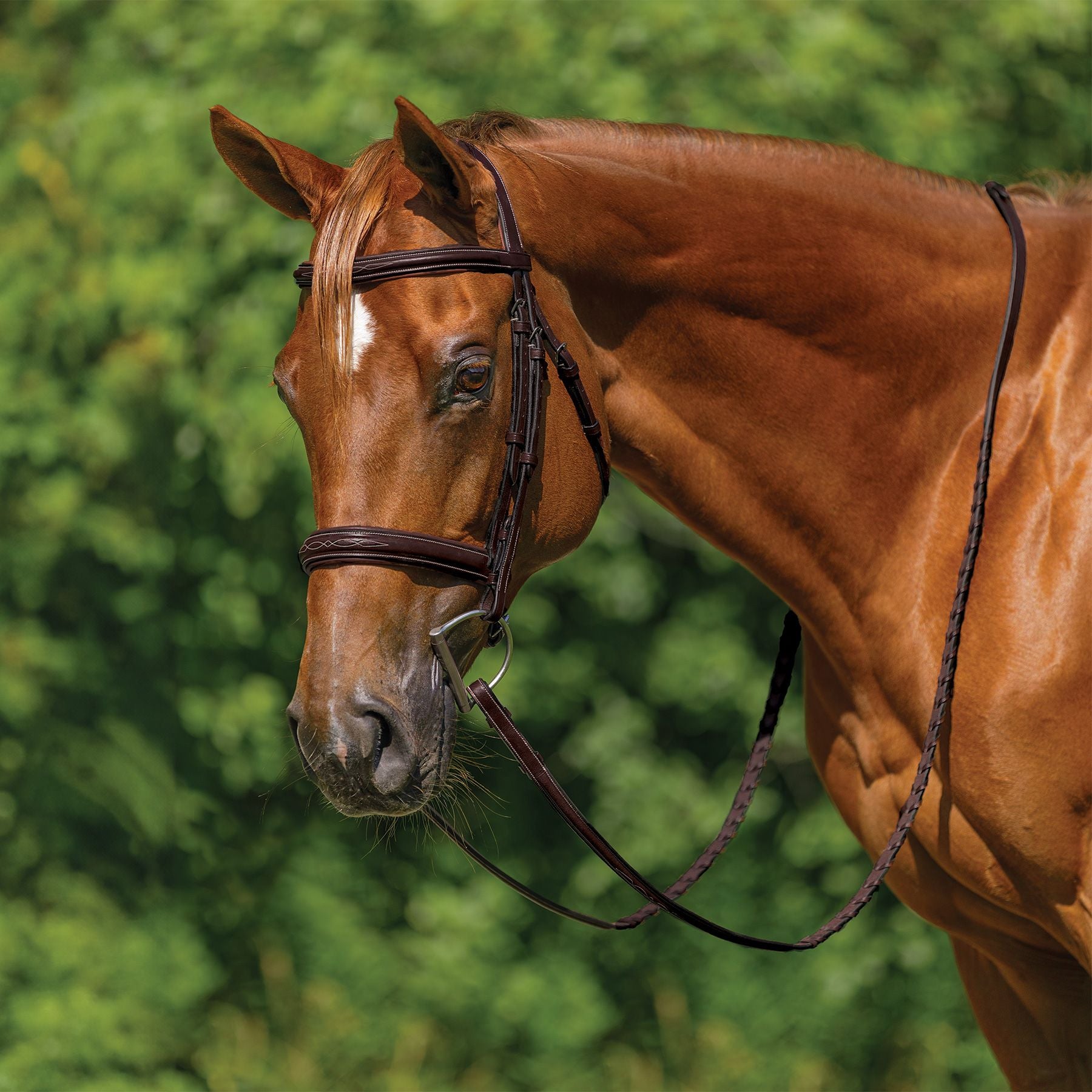 Schneiders® Raised Padded Hunter Bridle with Fancy Stitching