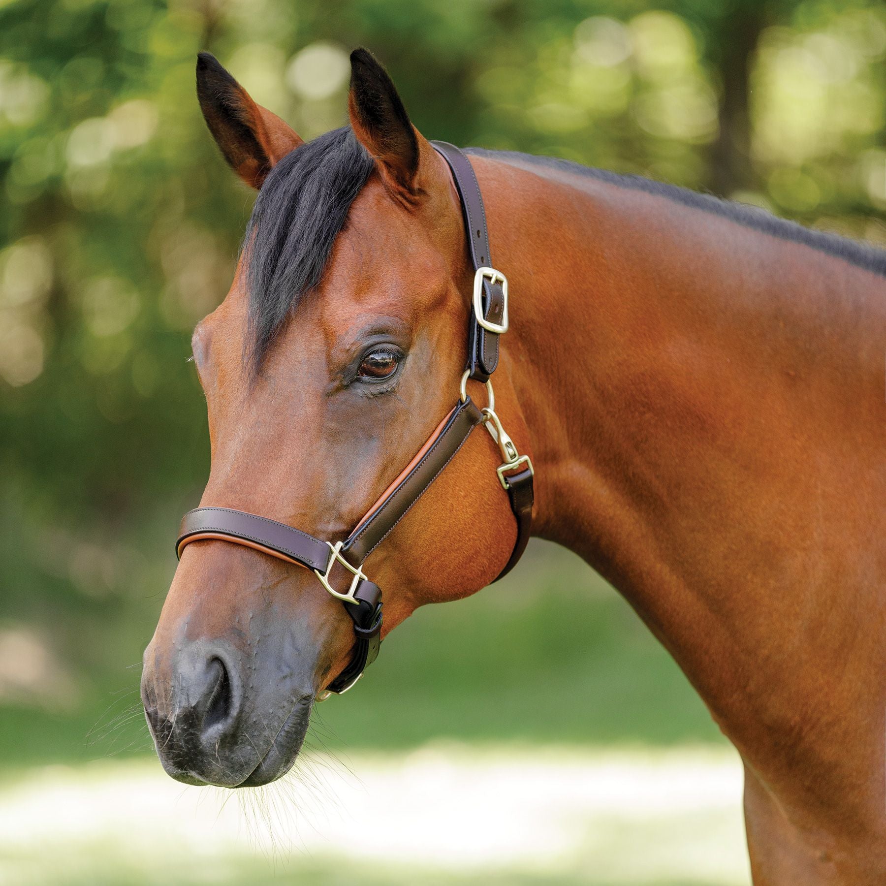 Schneiders® Double Stitch Contrast Color Padded Leather Halter