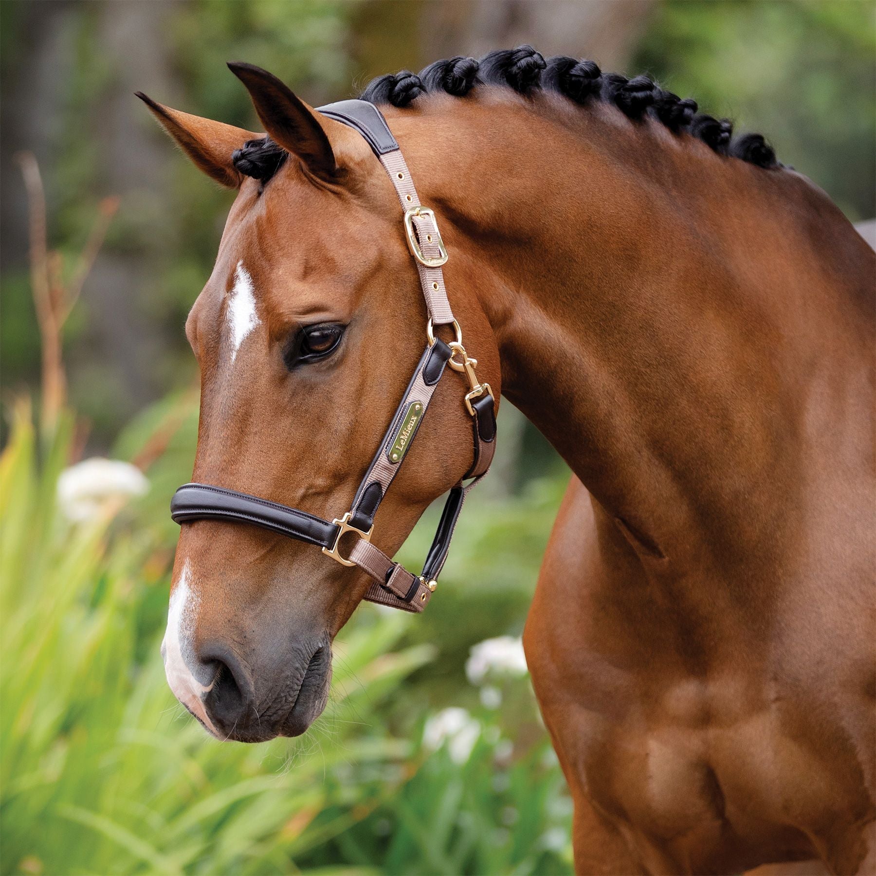 LeMieux® Capella Headcollar