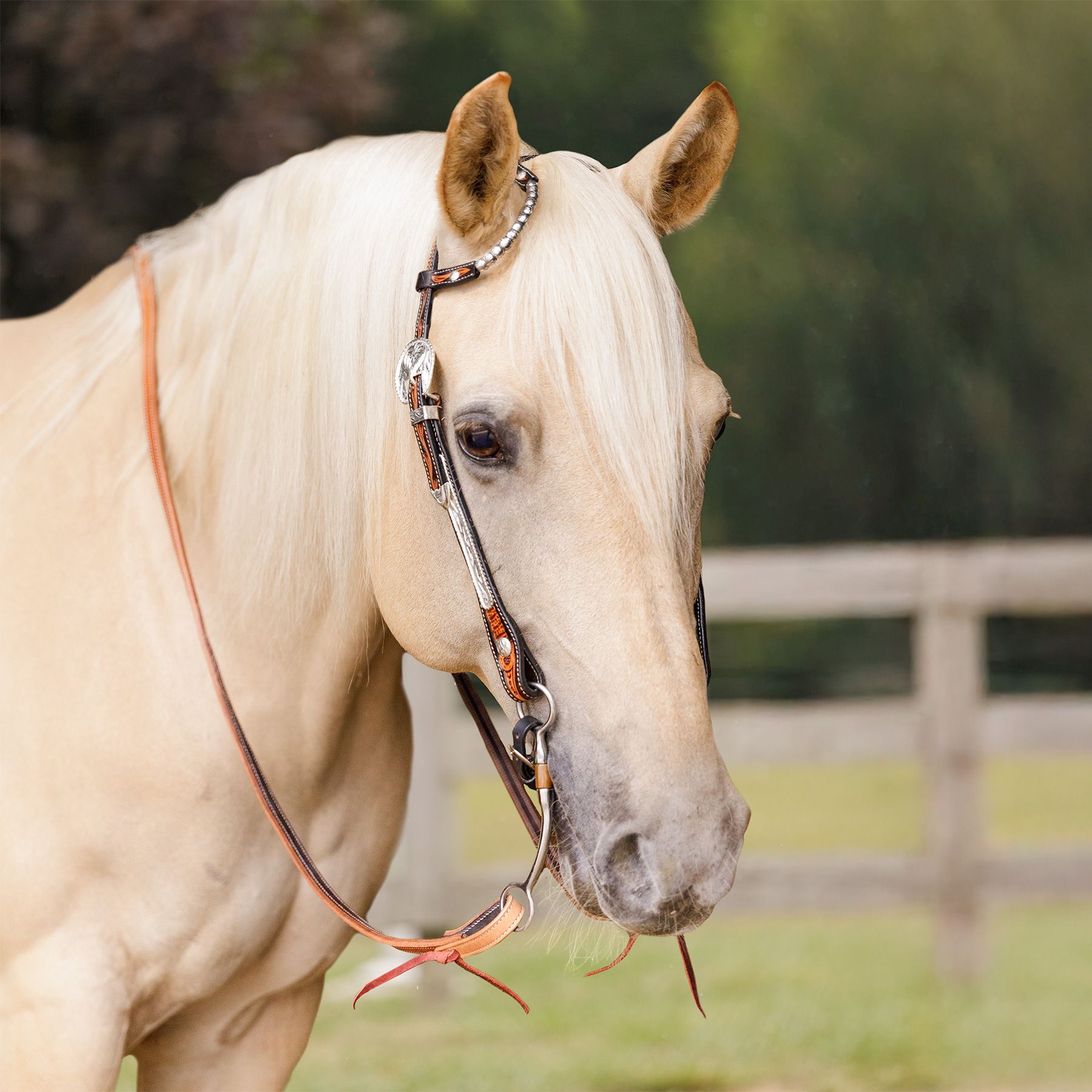 Schneiders® One Ear Silver Wave Two-Tone Show Headstall