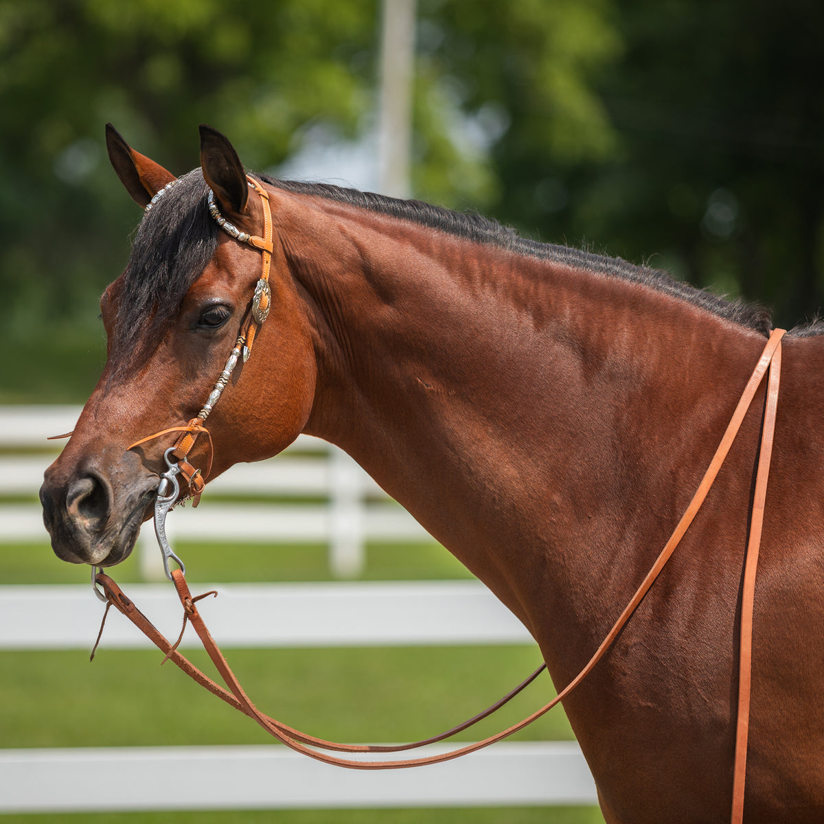 Schneiders® Two Ear Rawhide and Silver Headstall