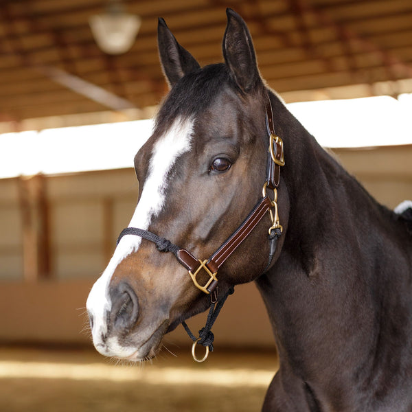 Schneiders® Leather and Rope Nose Combo Control Halter