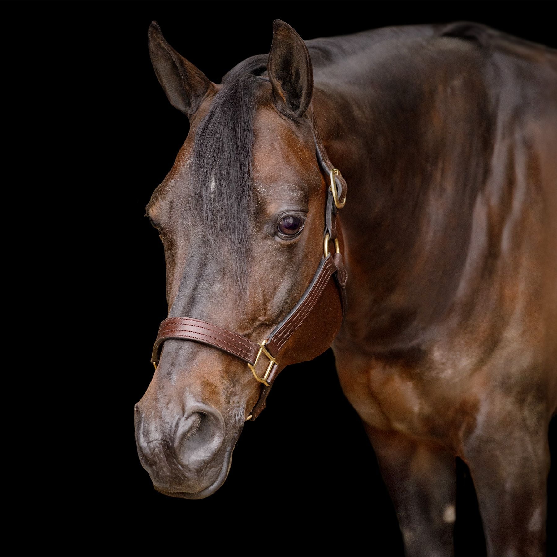 Schneiders® 1.25" Four Row Stitched Fixed Throat Leather Halter