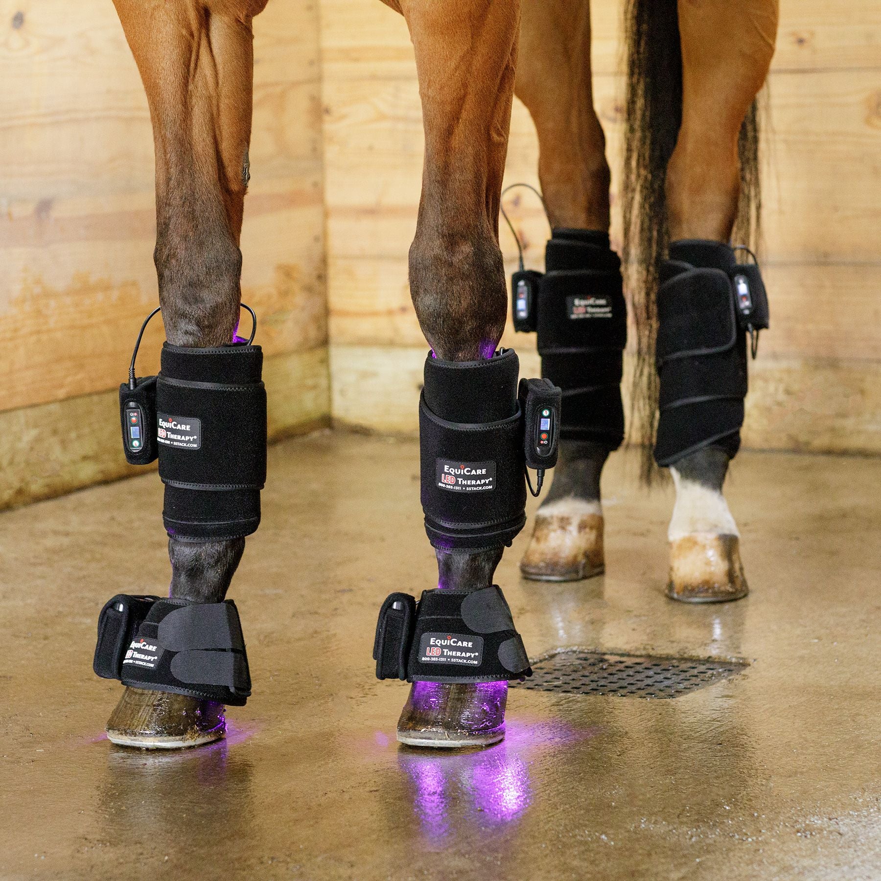Schneiders® EquiCare LED Therapy® Purple Light Equine Kit
