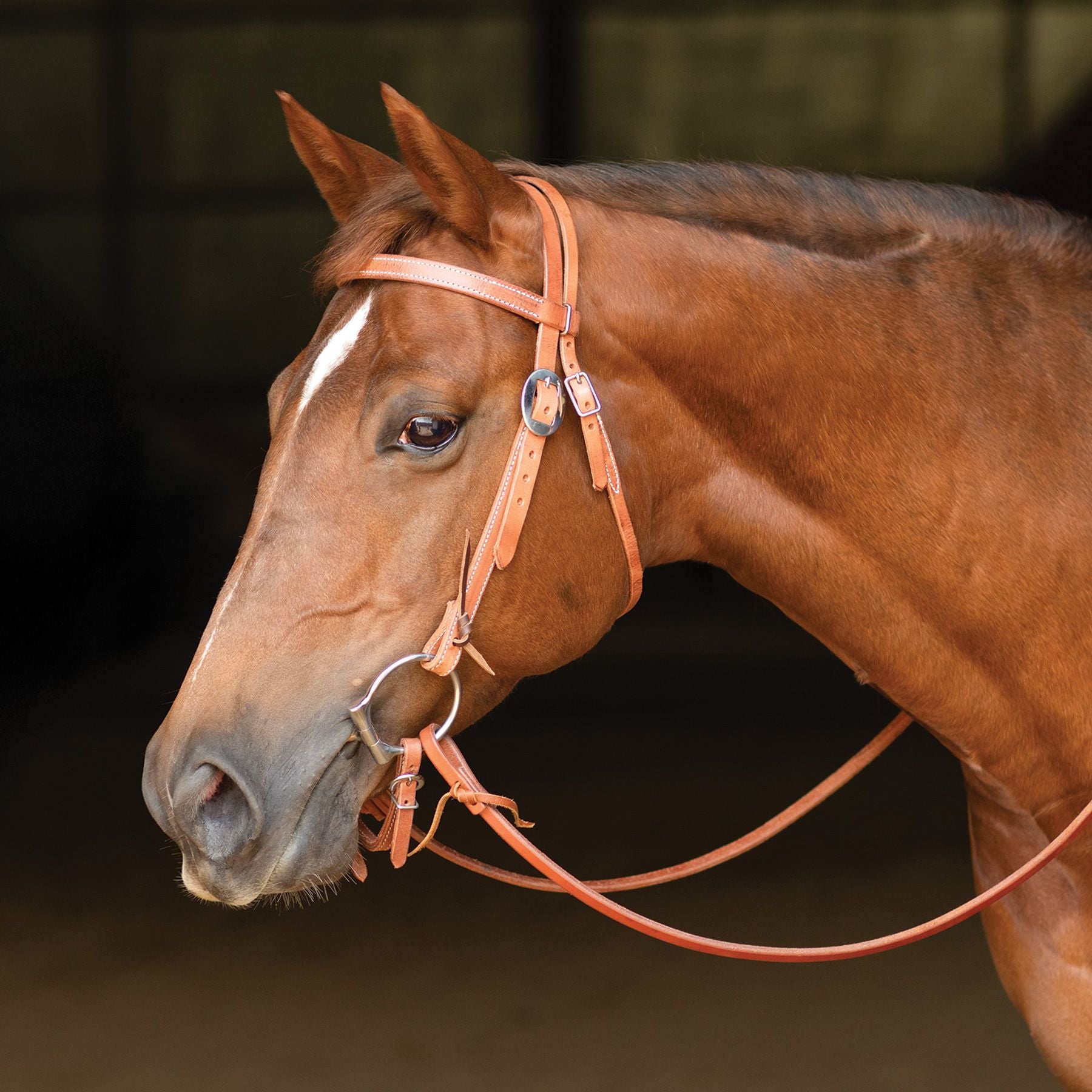 Billy Royal® Finished Leather Hermann Oak Browband Headstall with Wate