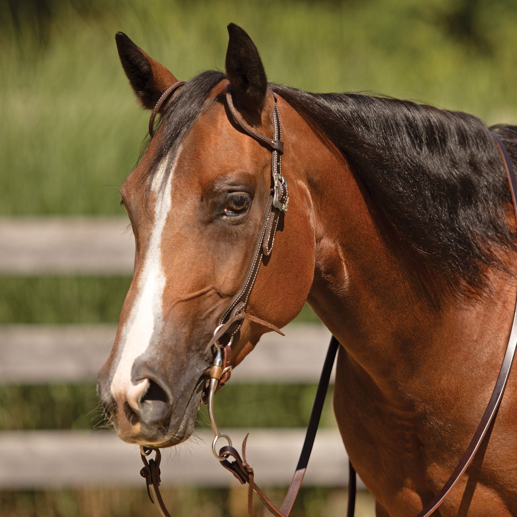 Billy Royal® Canyon Ridge Two Ear Ranch Headstall
