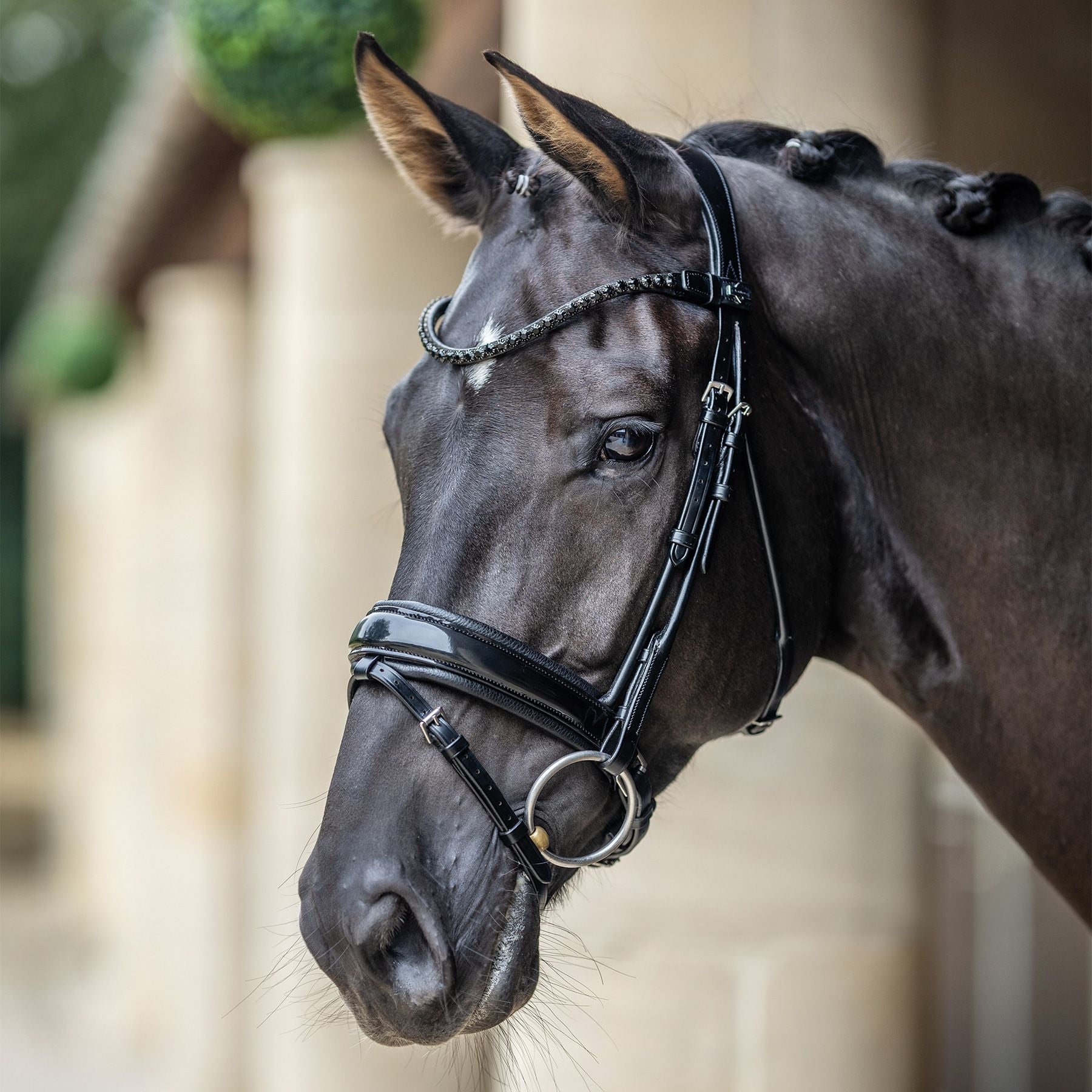 LeMieux® Kudos Patent Dressage Bridle