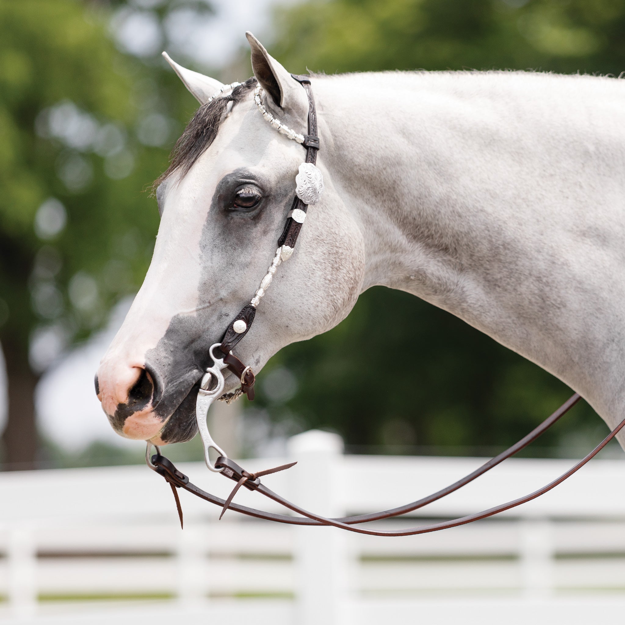 Billy Royal® Two-Ear Award Silver Show Headstall II
