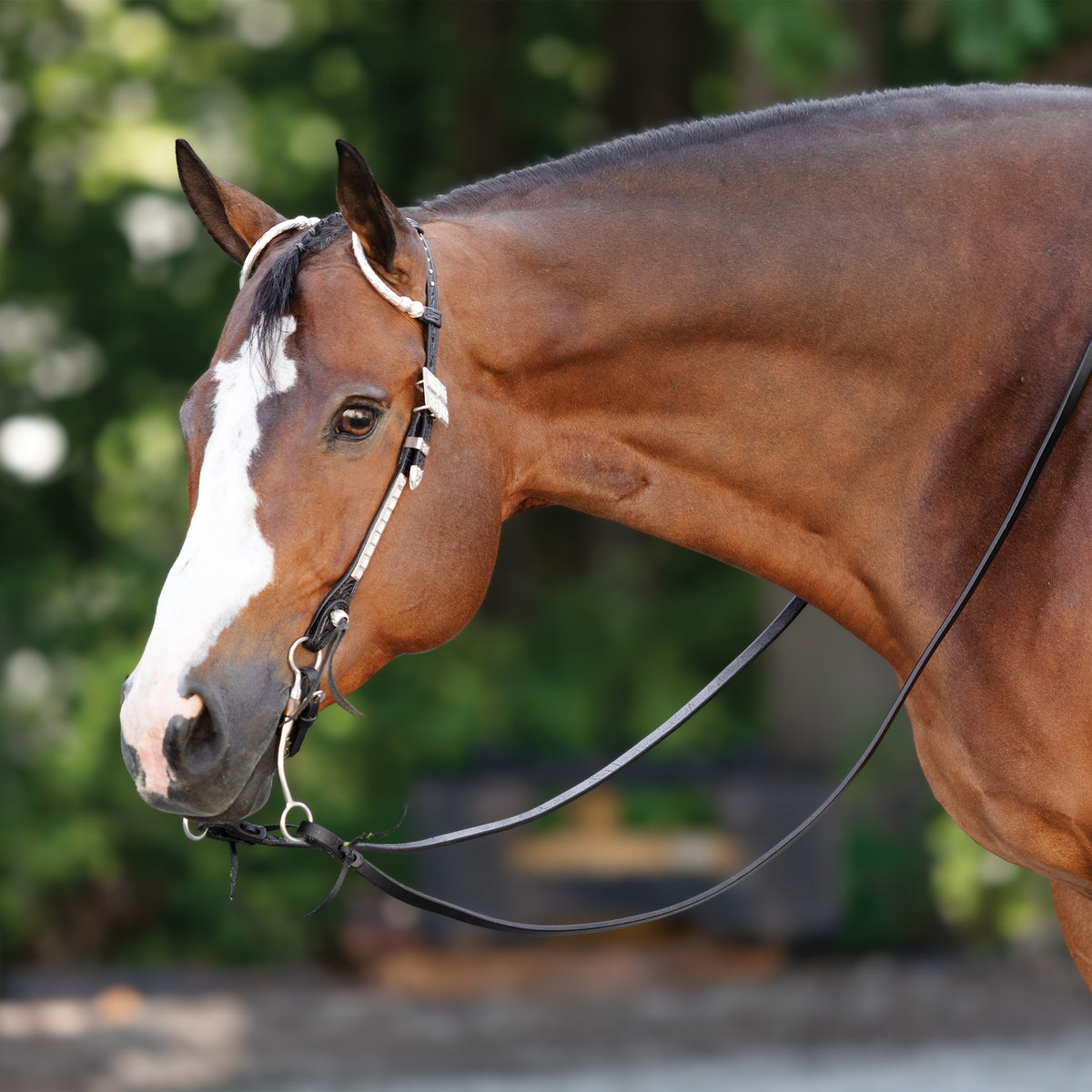 Billy Royal® Mesquite Two Ear Silver Show Headstall II