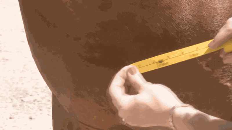 Step 2: Measure chest to tail