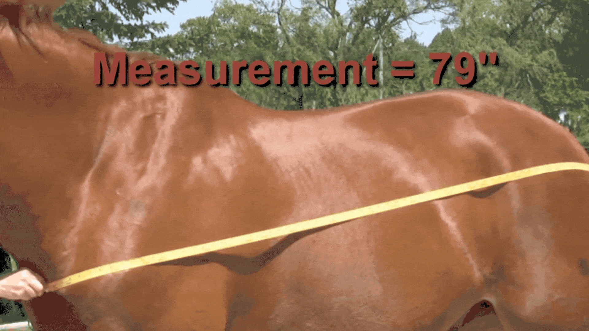 Step 4: Round up if between sizes